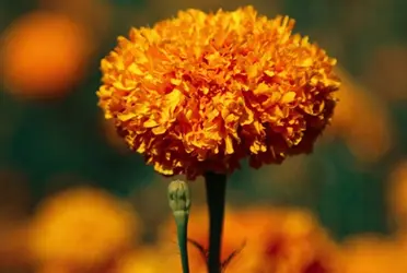 Lo que puedes hacer con tus flores de cempasúchil pasando 'Día de muertos'