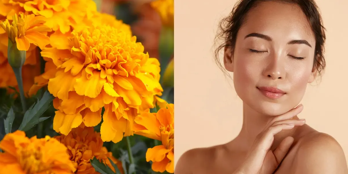Los beneficios que tiene la flor de cempasúchil para la belleza y hasta la salud